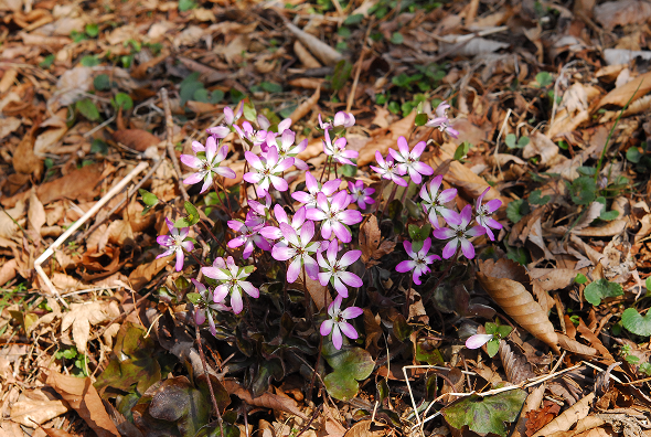 兵庫県六甲山エリアの六甲高山植物園　園内にある絶滅危惧植物「ケスハマソウ」