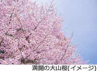 大山桜の満開イメージ