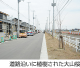 道路沿いに植樹された大山桜